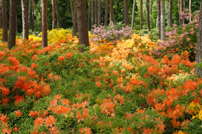 Haagan Alppiruusupuiston kukkaloisto on nyt kauneimmillaan.