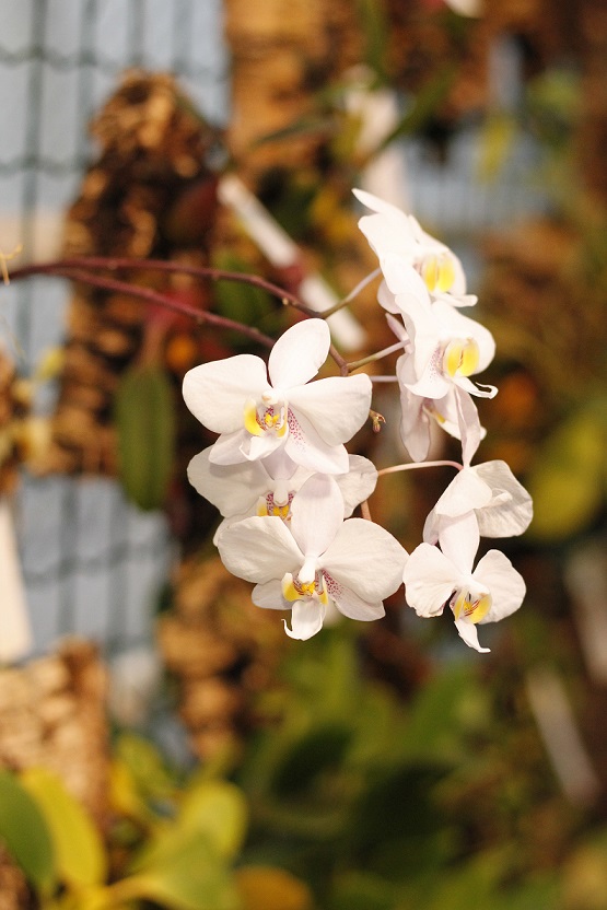 valkoinen orkidea