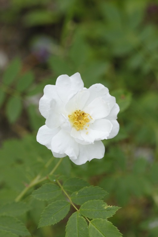valkoinen ruusu