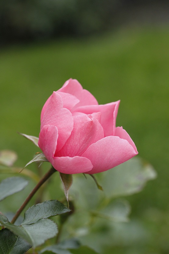 pinkki ruusu
